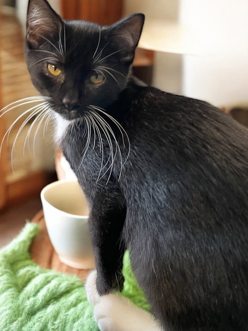 CHESS (BONDED PAIR WITH CHECKERS) - Domestic Short Hair available for adoption