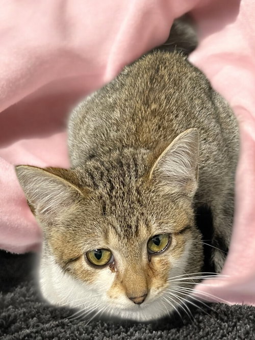 WINNIE - Domestic Short Hair available for adoption