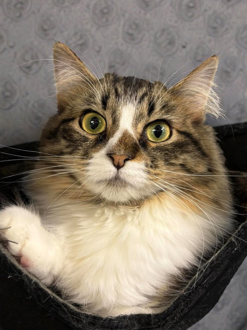 HYACINTH - Domestic Long Hair available for adoption