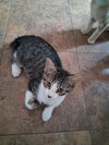 Poppy - Photo 9
