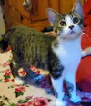 Poppy - Photo 13