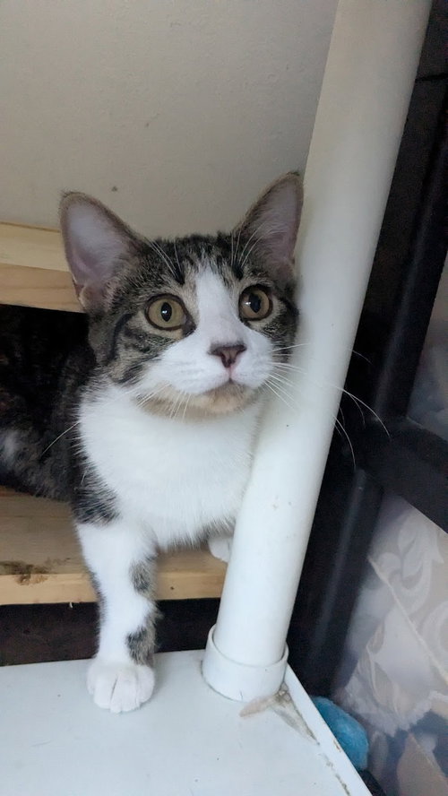 POPPY - Domestic Short Hair available for adoption