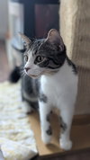 Poppy - Photo 3