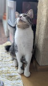 Poppy - Photo 4