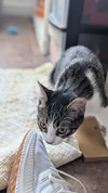 Poppy - Photo 14