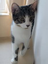 Poppy - Photo 7