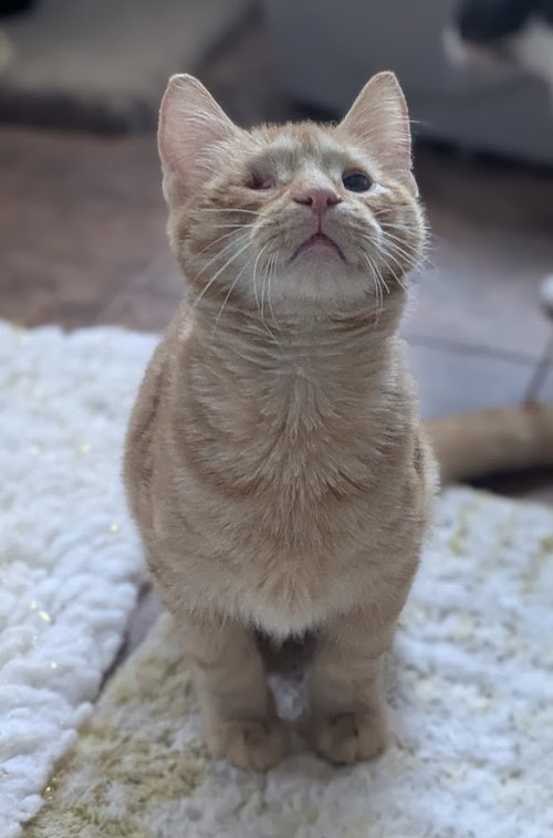 FRAZIER - Domestic Medium Hair available for adoption