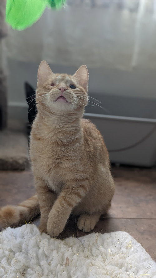 FRAZIER - Domestic Medium Hair available for adoption