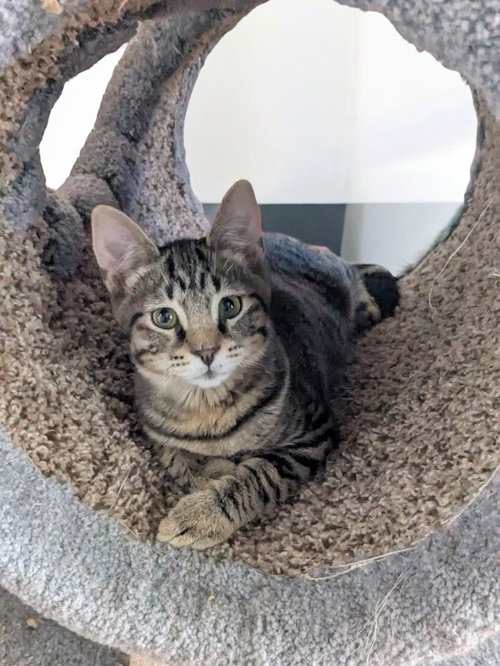 BIKER - Domestic Short Hair available for adoption