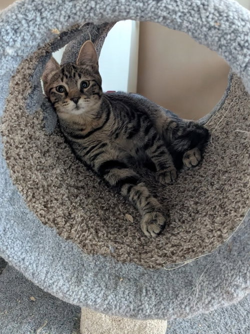BIKER - Domestic Short Hair available for adoption