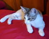 Kitsune - Photo 9