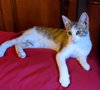 Kitsune - Photo 8