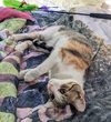 Kitsune - Photo 5