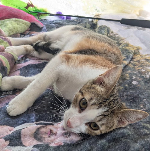KITSUNE - Domestic Short Hair available for adoption