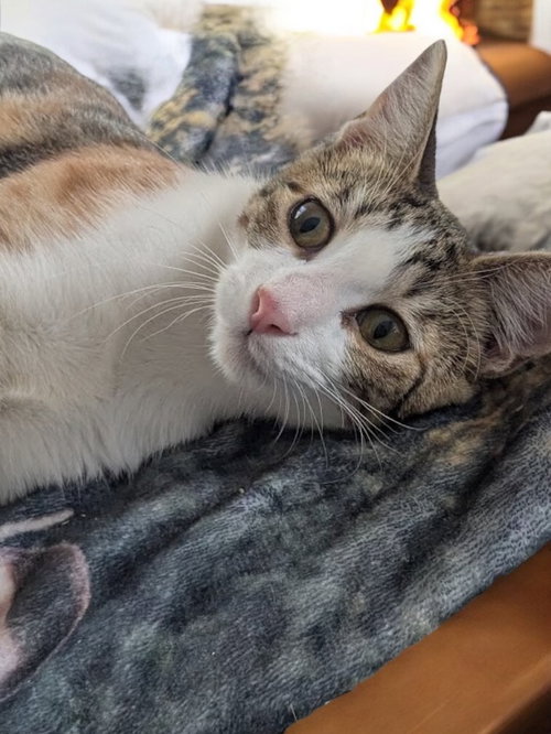 KITSUNE - Domestic Short Hair available for adoption