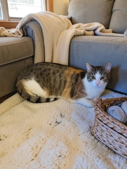 KITSUNE - Domestic Short Hair available for adoption