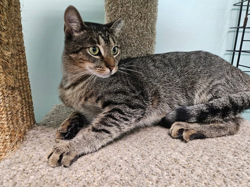 picture of the cat needing adoption