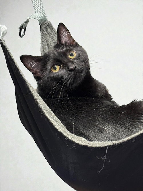 INEZ - Domestic Short Hair available for adoption