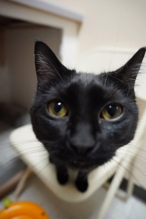 Inez, an adoptable Domestic Short Hair in Champaign, IL