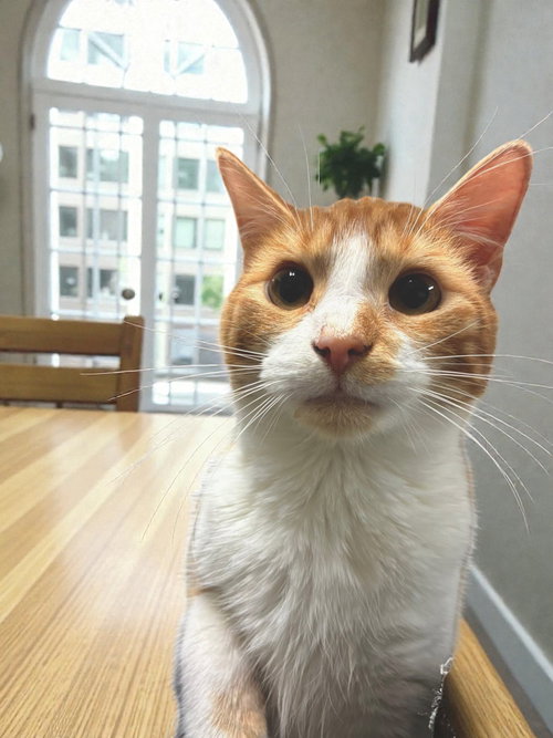 picture of the cat needing adoption