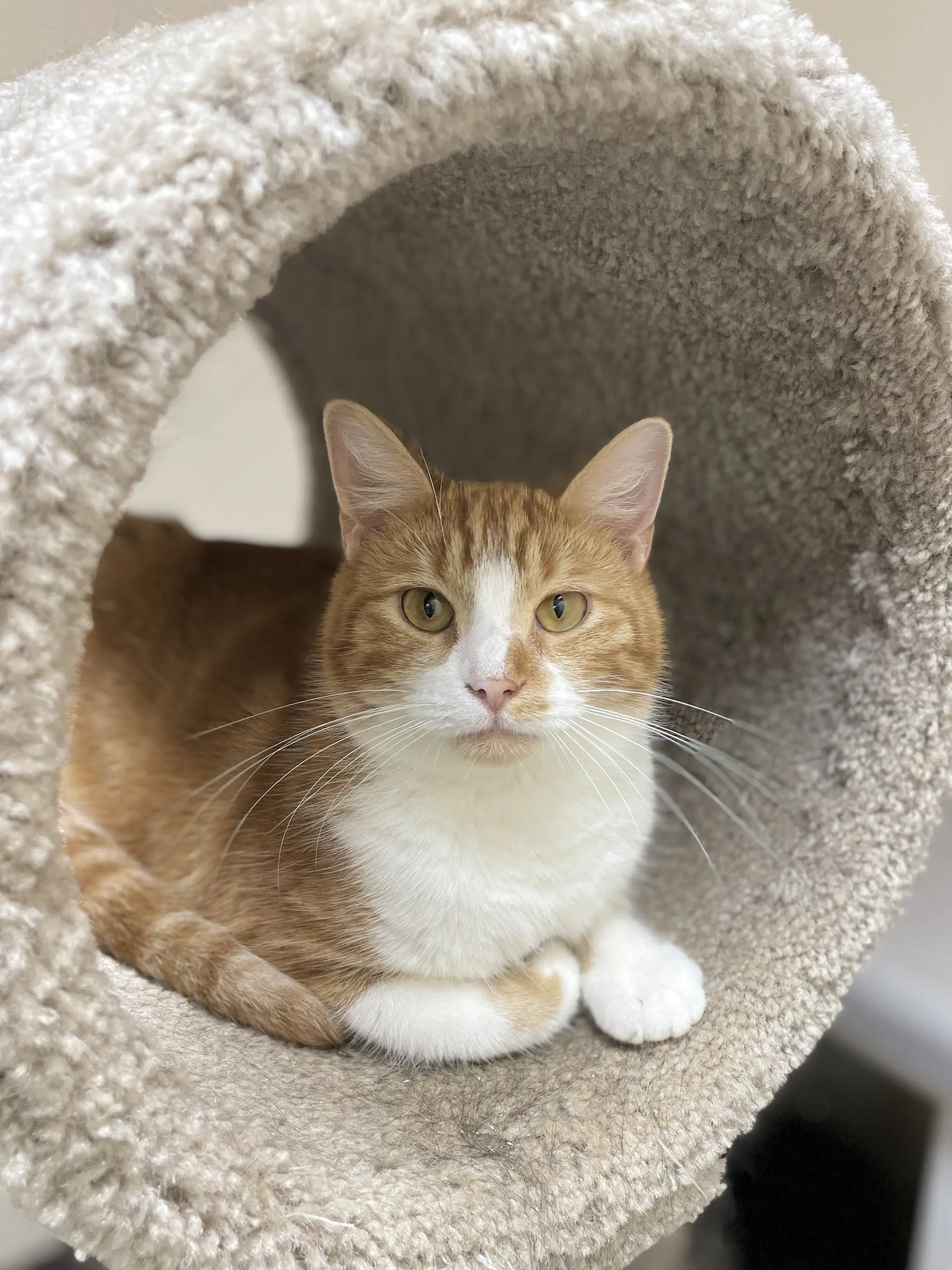 Rusty - Domestic Short Hair