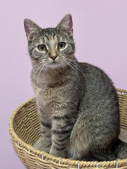 DAISY - Domestic Short Hair available for adoption