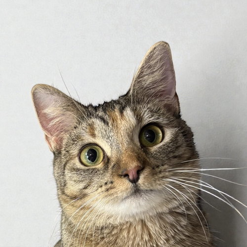 DAISY - Domestic Short Hair available for adoption