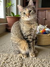 Daisy - Photo 3