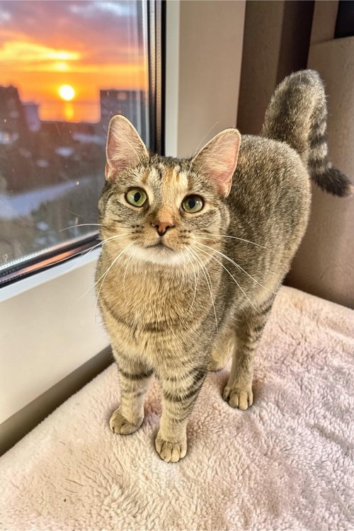 Daisy, Baby Domestic Short Hair (short coat), cat for adoption in Bloomington, Illinois