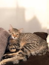 Tibbs - Photo 3
