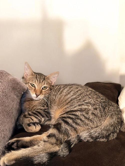 picture of the cat needing adoption