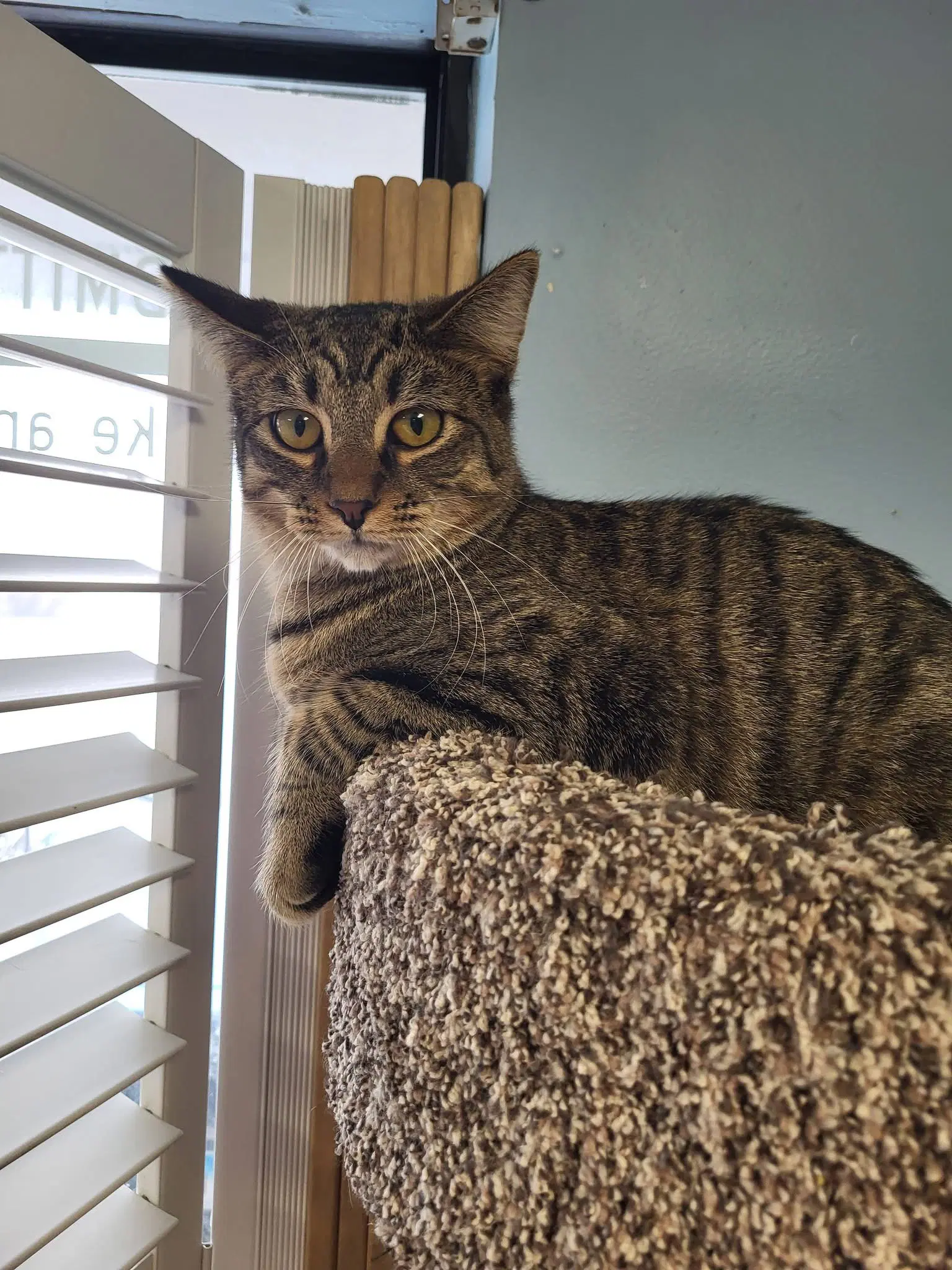 Tibbs - Domestic Short Hair