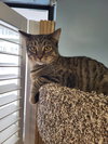 Tibbs - Photo 1