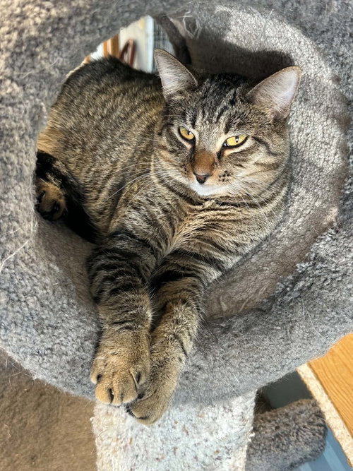 picture of the cat needing adoption