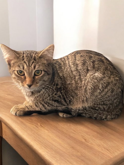 picture of the cat needing adoption