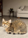 Tiny Tim - Photo 1
