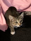 Tiger Lily - Photo 4