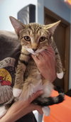 Tiger Lily - Photo 3