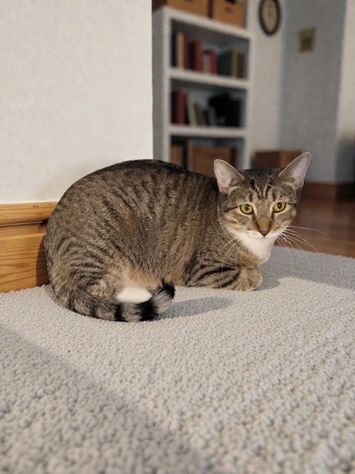 TIGER LILY - Domestic Short Hair available for adoption