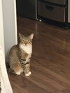 Tiger Lily - Photo 1
