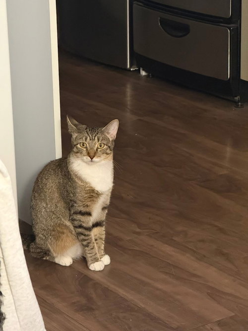 TIGER LILY - Domestic Short Hair available for adoption