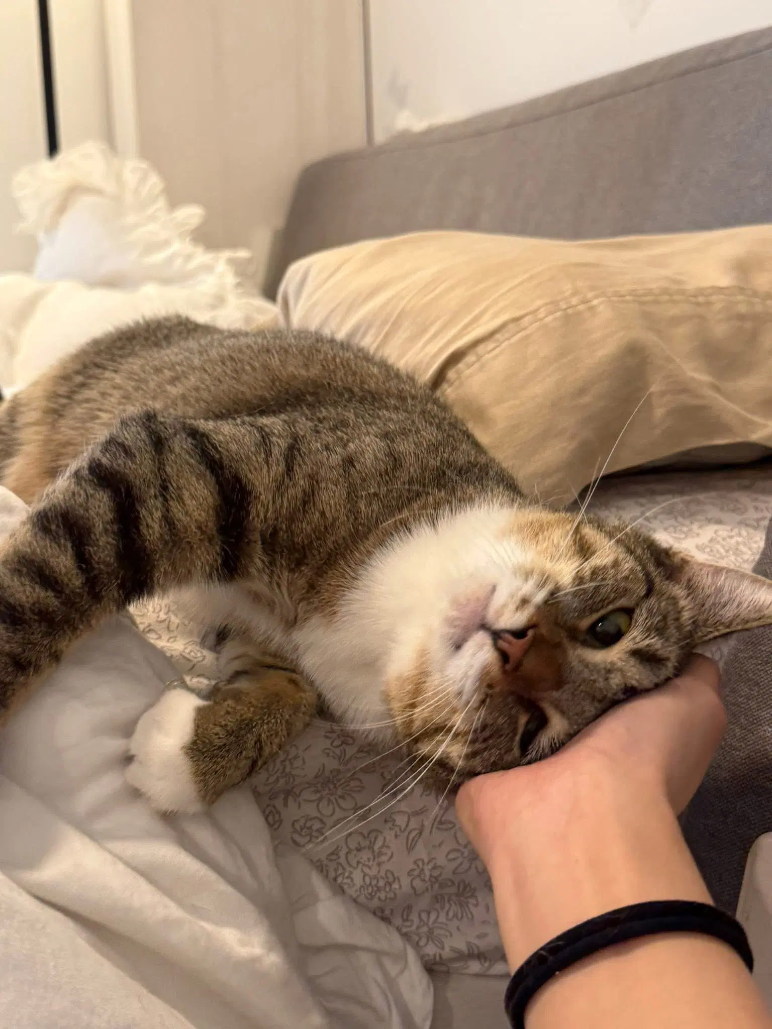 Tiger Lily - Domestic Short Hair
