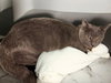 Clyde - Photo 2