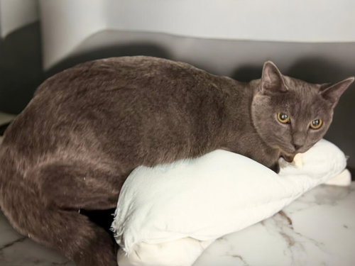 picture of the cat needing adoption