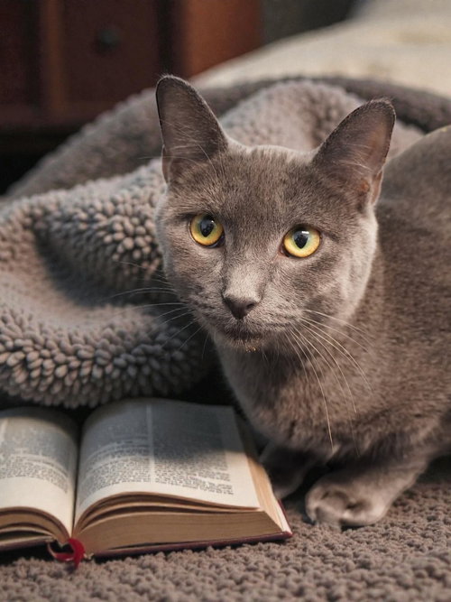 CLYDE - Domestic Short Hair available for adoption