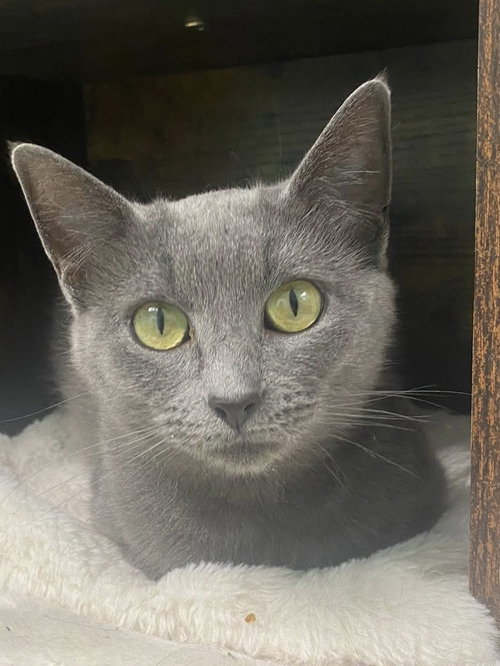 ROSE - Domestic Short Hair available for adoption