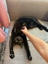 Roxy - Photo 1