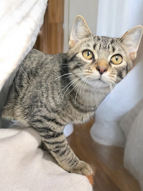 picture of the cat needing adoption