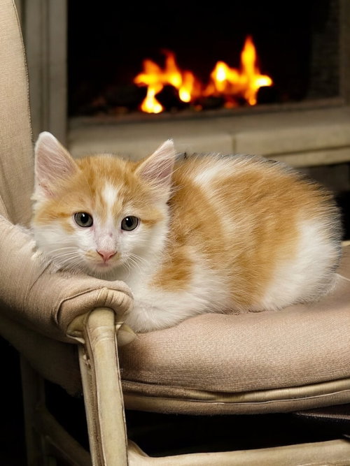 picture of the cat needing adoption
