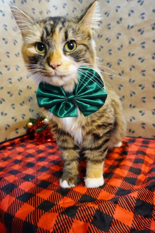 FUZZY WUZZY - Domestic Long Hair available for adoption